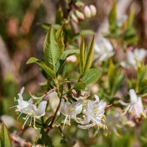 Lonicera fragrantissima 40-60 cm